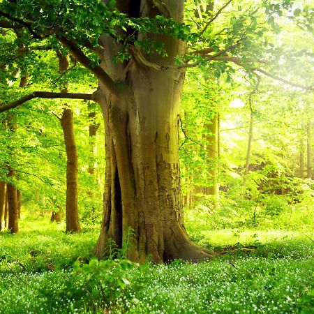 Ferienwohnung Am Weltnaturerbe Grumsin Ziehten المظهر الخارجي الصورة