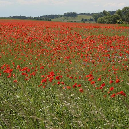 Ferienwohnung Am Weltnaturerbe Grumsin Ziehten المظهر الخارجي الصورة