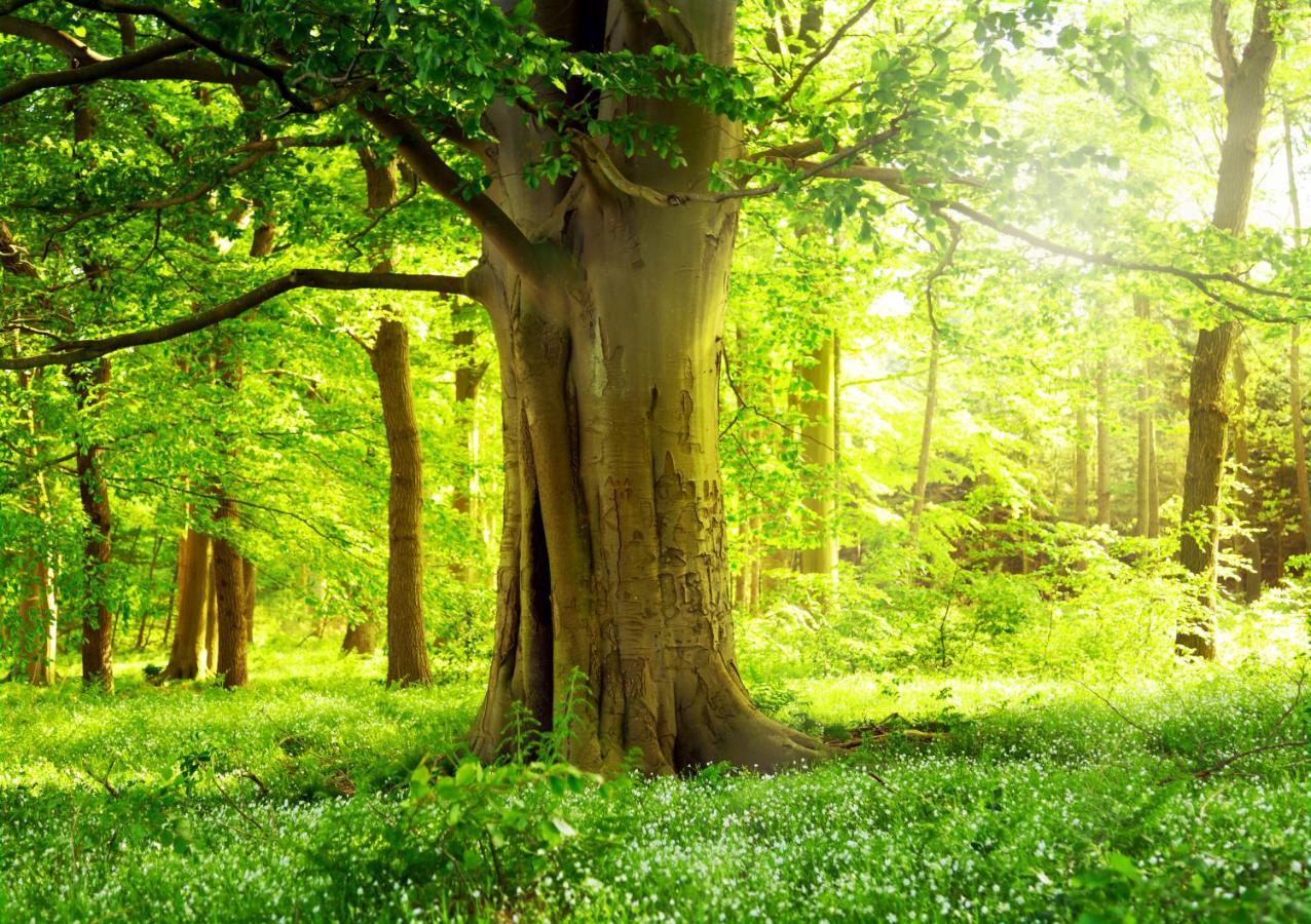 Ferienwohnung Am Weltnaturerbe Grumsin Ziehten المظهر الخارجي الصورة